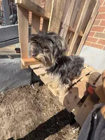 Noelle, a female Yorkshire Terrier for sale in Camden, NJ – Photo 6 of 6