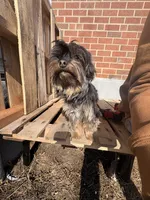 Noelle, a female Yorkshire Terrier for sale in Camden, NJ – Photo 2 of 6