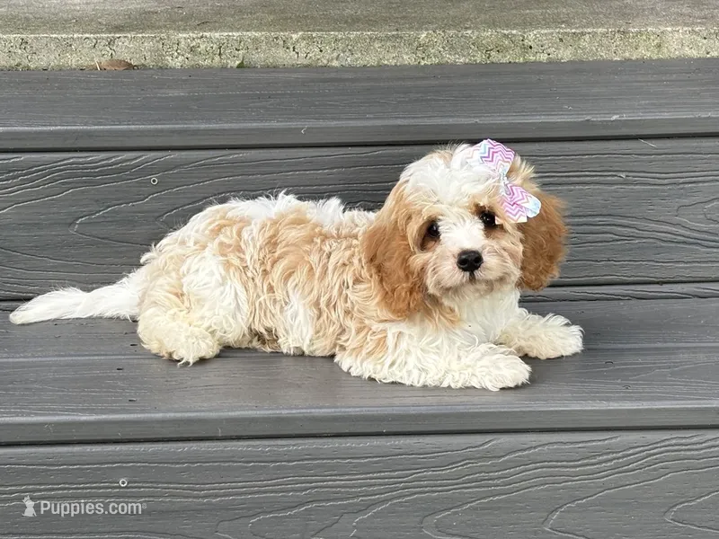 Lexie – Cavapoo puppy for sale in Pantego, NC