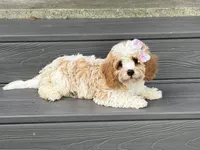 Lexie, a female Cavapoo for sale in Pantego, NC – 1 of 2