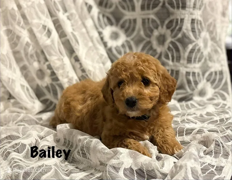 Bailey