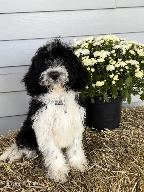 Oreo – Cavapoo puppy for sale in Pantego, NC
