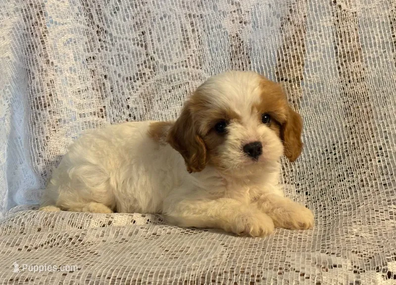 Caramel – Cavapoo puppy for sale in Pantego, NC