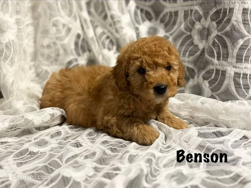 Benson