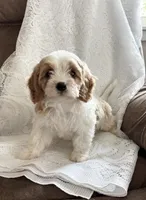 Lexie, a female Cavapoo for sale in Pantego, NC – 1 of 1