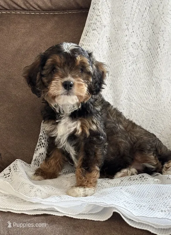 Layla – Cavapoo puppy for sale in Pantego, NC