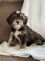 Layla, a female Cavapoo for sale in Pantego, NC – 1 of 1