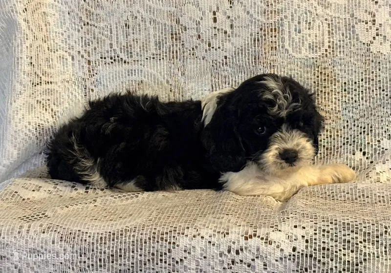 Oreo – Cavapoo puppy for sale in Pantego, NC