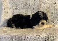 Oreo, a male Cavapoo for sale in Pantego, NC – 1 of 1