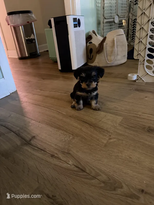 Orange girl – Yorkshire Terrier puppy for sale in Corinth, MS