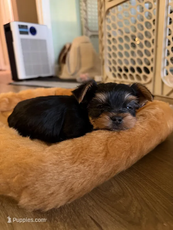 Pink boy (runt) – Yorkshire Terrier puppy for sale in Corinth, MS