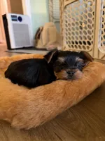 Photo of Pink boy (runt)