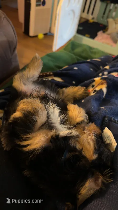 Blue boy  – Yorkshire Terrier puppy for sale in Corinth, MS