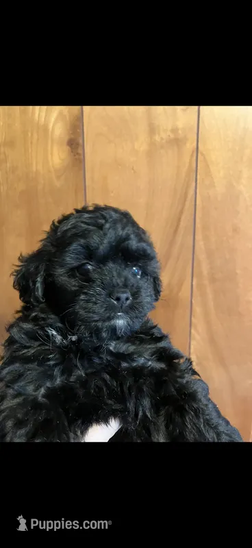 Midnight  – Shihpoo puppy for sale in Halifax, MA
