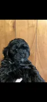 Midnight , a male Shihpoo for sale in Halifax, MA – 1 of 1