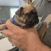 Brutis, a male French Bulldog for sale in Halifax, MA – Photo 2 of 3