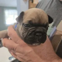 Brutis, a male French Bulldog for sale in Halifax, MA – Photo 1 of 3