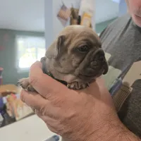 George, a male French Bulldog for sale in Halifax, MA – Photo 3 of 3