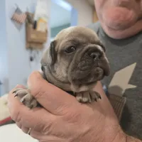 George, a male French Bulldog for sale in Halifax, MA – Photo 2 of 3