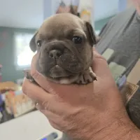 George, a male French Bulldog for sale in Halifax, MA – Photo 1 of 3