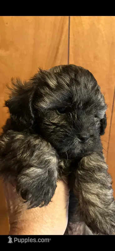 Sweat pea – Shihpoo puppy for sale in Halifax, MA