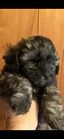 Sweat pea, a female Shihpoo for sale in Halifax, MA – 1 of 1
