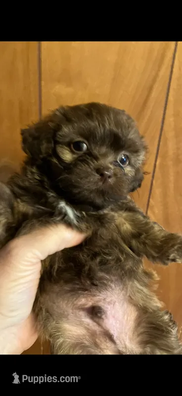 Cutie – Shihpoo puppy for sale in Halifax, MA