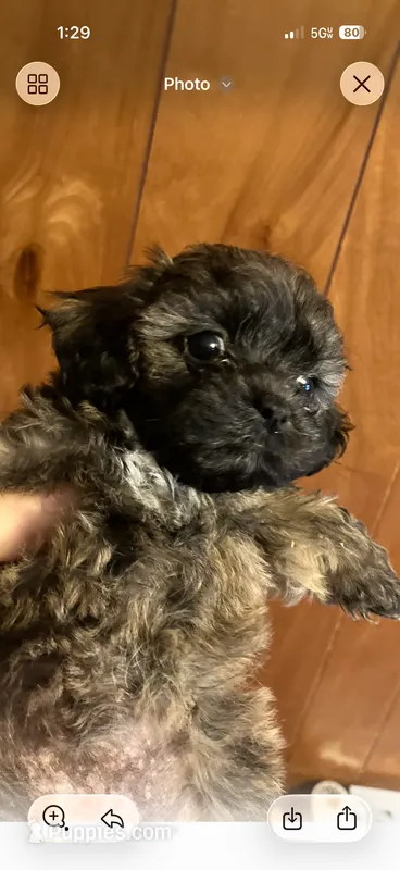 Speckles – Shihpoo puppy for sale in Halifax, MA