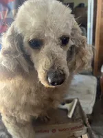 Able, a male Poodle - Miniature  for sale in New Lebanon, OH – Photo 8 of 8