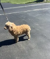 Able, a male Poodle - Miniature  for sale in New Lebanon, OH – Photo 6 of 8