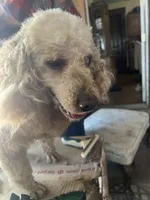 Able, a male Poodle - Miniature  for sale in New Lebanon, OH – Photo 5 of 8