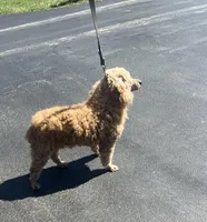 Able, a male Poodle - Miniature  for sale in New Lebanon, OH – Photo 3 of 8