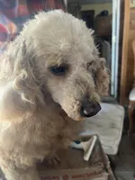 Able, a male Poodle - Miniature  for sale in New Lebanon, OH – Photo 7 of 8