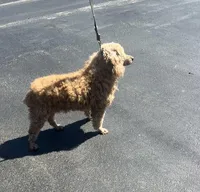 Able, a male Poodle - Miniature  for sale in New Lebanon, OH – Photo 4 of 8