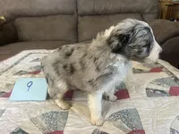 Sam #2, a  Miniature Aussiedoodle for sale in New Lebanon, OH – Photo 4 of 4