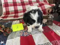 Sam #2, a male Miniature Aussiedoodle for sale in New Lebanon, OH – Photo 3 of 4