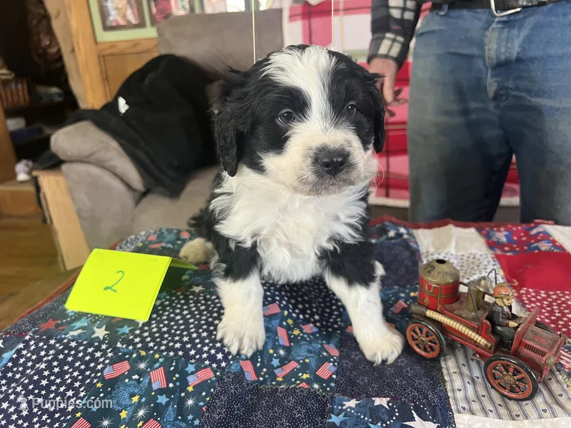Sam #2, a male Miniature Aussiedoodle for sale in New Lebanon, OH – Photo 1 of 4