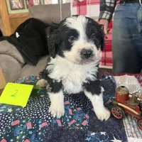 Sam #2, a  Miniature Aussiedoodle for sale in New Lebanon, OH – Photo 1 of 4