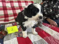 Sam #2, a male Miniature Aussiedoodle for sale in New Lebanon, OH – Photo 2 of 4