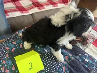 Sam #2, a male Miniature Aussiedoodle for sale in New Lebanon, OH – Photo 4 of 4