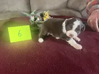 Sam #2, a  Miniature Aussiedoodle for sale in New Lebanon, OH – Photo 2 of 4