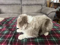 Sam #2, a  Miniature Aussiedoodle for sale in New Lebanon, OH – Photo 3 of 4