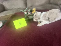 SPENCER  #5, a male Miniature Aussiedoodle for sale in New Lebanon, OH – Photo 3 of 5