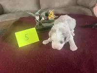 SPENCER  #5, a male Miniature Aussiedoodle for sale in New Lebanon, OH – Photo 4 of 5