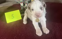 SPENCER  #5, a male Miniature Aussiedoodle for sale in New Lebanon, OH – Photo 2 of 5