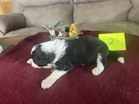 SPENCER  #5, a male Miniature Aussiedoodle for sale in New Lebanon, OH – Photo 5 of 5