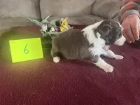 Scarlett #6, a male Miniature Aussiedoodle for sale in New Lebanon, OH – Photo 6 of 8