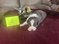 Scarlett #6, a male Miniature Aussiedoodle for sale in New Lebanon, OH – Photo 7 of 8