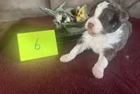 Scarlett #6, a male Miniature Aussiedoodle for sale in New Lebanon, OH – Photo 3 of 8