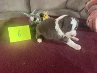 Scarlett #6, a male Miniature Aussiedoodle for sale in New Lebanon, OH – Photo 5 of 8